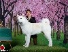  - World Japanese Dog Show et Championnat de France 2018