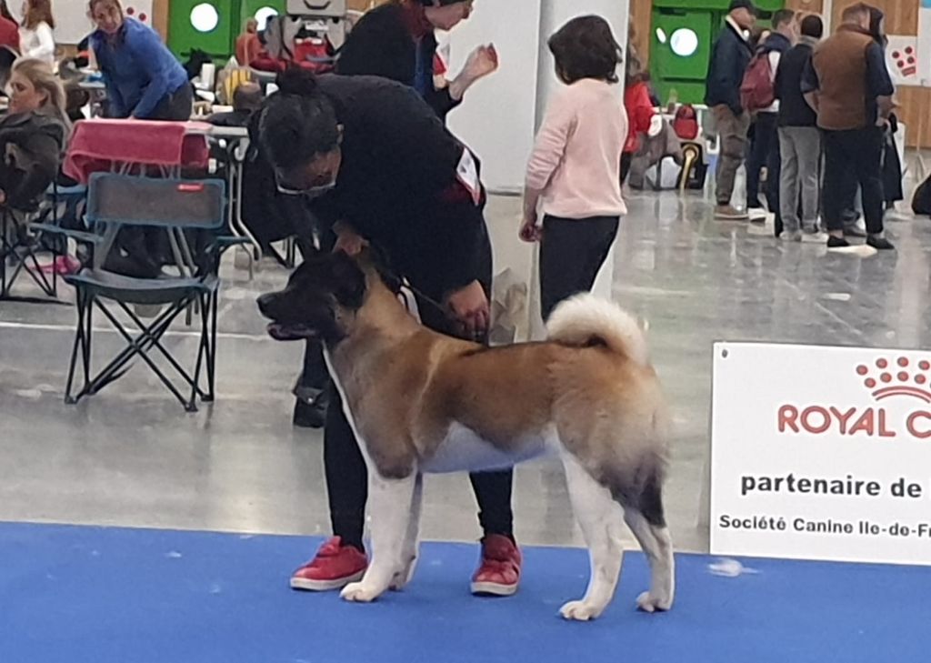 Of Iron Duck - PARIS DOG SHOW 2020