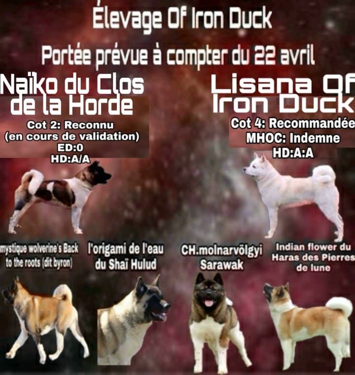 Of Iron Duck - LES BEBES 2019 ARRIVENT